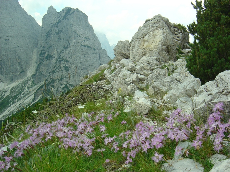 blumen-julische-alpen
