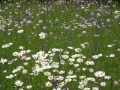 blumenwiese